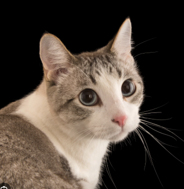 Gray and white cat head.